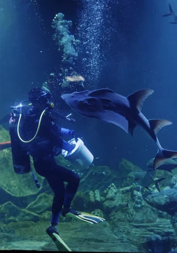 aquarium-indonesia-005