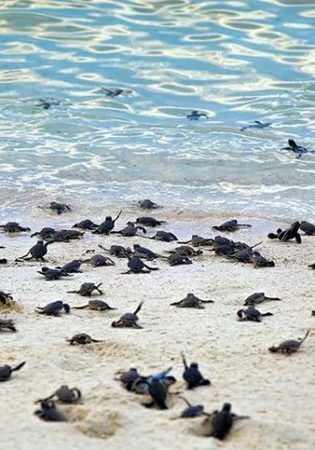 konservasi-penyu-001